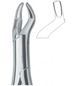 Molars and third molars 10S