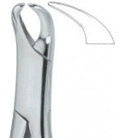 Molars , Slender Jaw