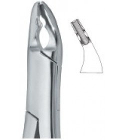 Bicuspids and Incisors , Roots 150X